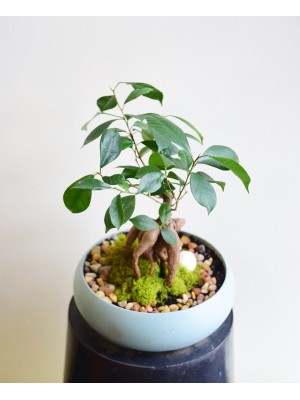 fée de la forêt