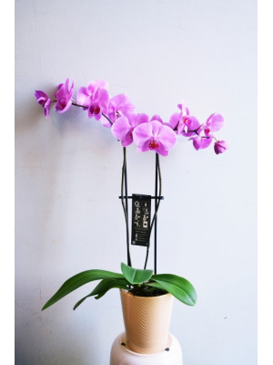 Orchid 2
