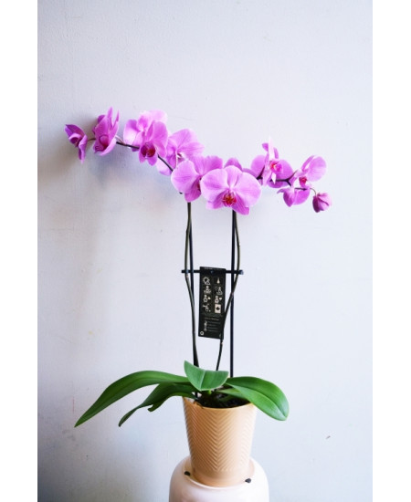 Orchid 2