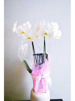 Orchid 1