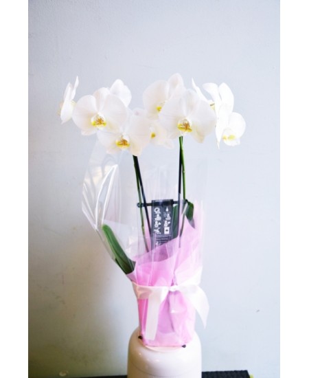 Orchid 1